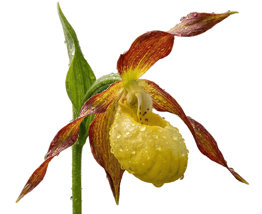 Partner